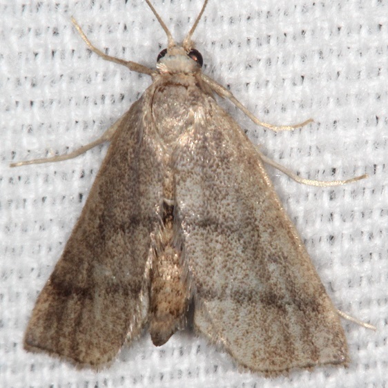 5305 Leptosteges sordidalis BG-Bear Island Big Cypress Preserve Fl 2-28-21