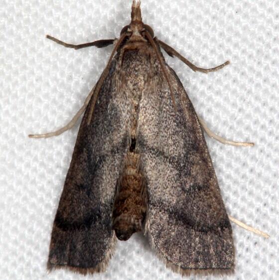5305 Leptosteges sordidalis BG-Bear Island Big Cypress Preserve Fl 2-28-21