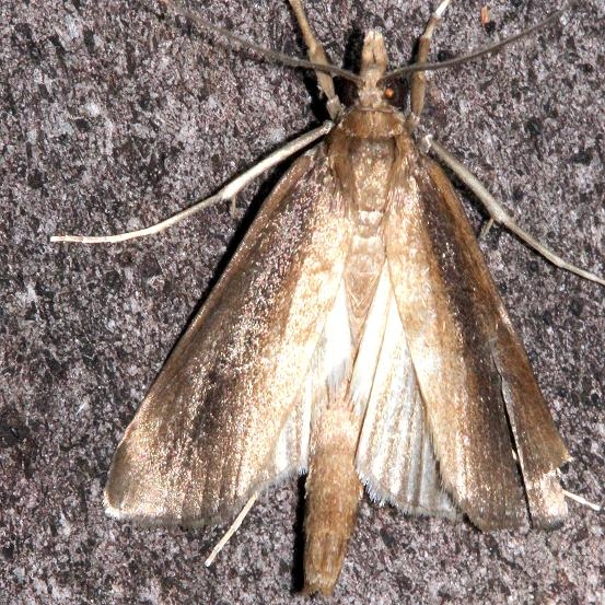 5307 Carectocultus perstrialis Mahogany Hammock Everglades Natl Pk Fla 3-10-13
