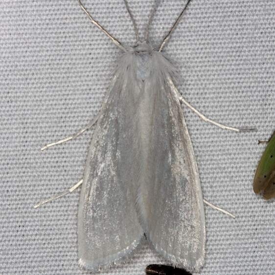 5311 Rupela tinctella Pineland Everglades Fl 2-26-15