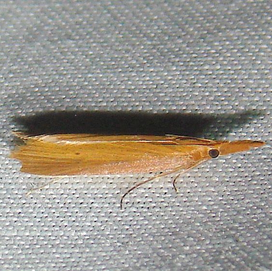 5313 Donacaula sordidella Kissimmee Prairie St Pk 3-10-12