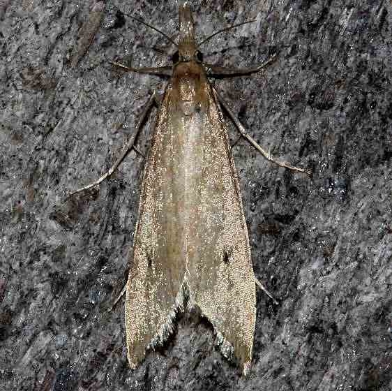 5314 Donocaula unipunctellus tentative BG Mahogany Hammock Everglades Natl Pk 3-10-13 (222)_opt