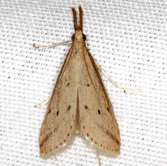 5315-Donacuala-tripunctellus-BG-yard-8-11-19