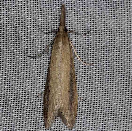 5316 Donacaula melinellus Collier Seminole St Pk 2-26-14