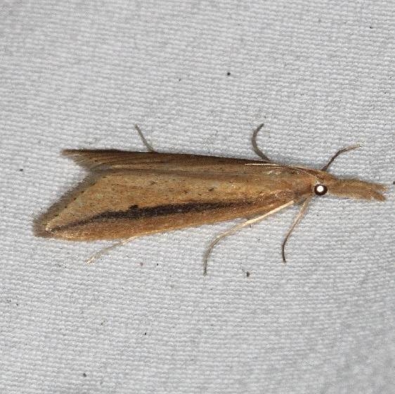 5316 Donacaula melinellus yard 6-10-15