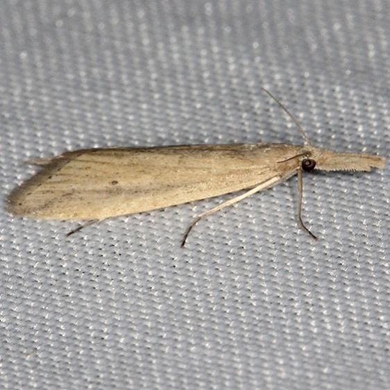 5316 Donacuala melinellus Collier Seminole St Pk 2-25-14