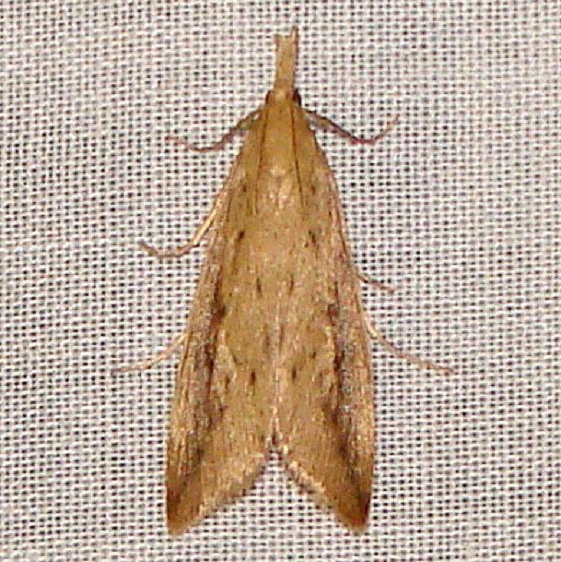 5319 Donacaula longirostrallus Kissimmee Lake St Pk 2-22-12