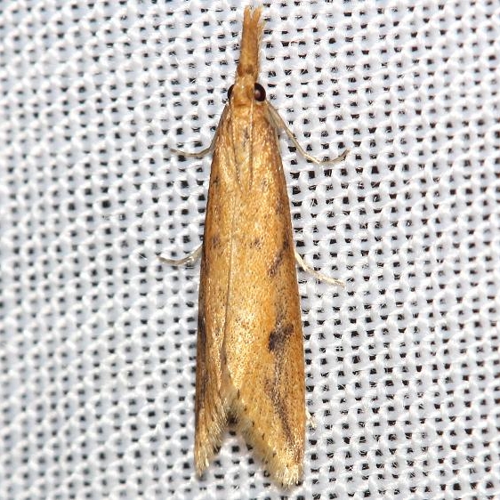 5319 Long-beaked Donacaula Leslie Angel's house Tenn 8-24-12