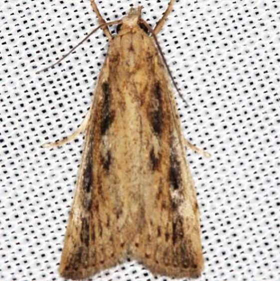 5319 Long-beaked Donacaula Moth Lake of the Woods Ontario 7-21-16 (15a)_opt_opt