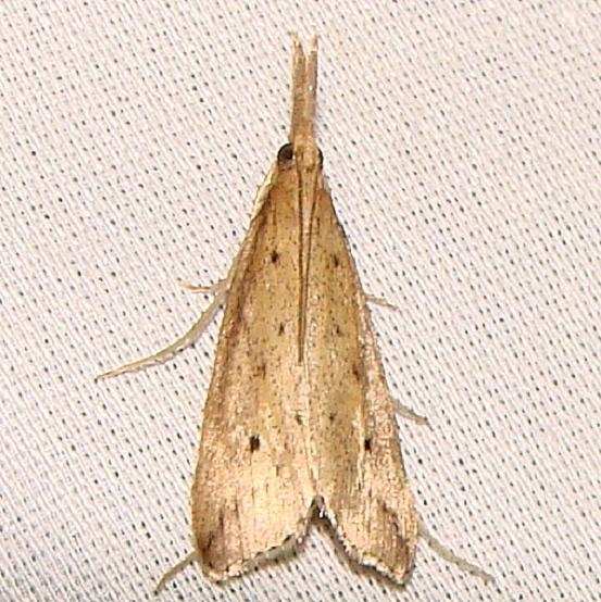 5323 Donacaula uxorialis Kissimmee Prairie St Pk 3-12-12