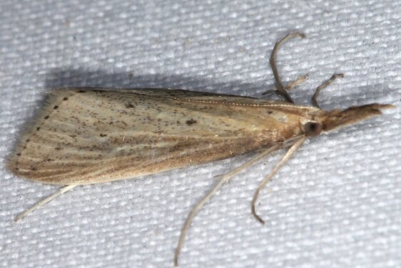 5324-Donacaula maximellus Cumberland-Falls-area-Ky-3-31-25