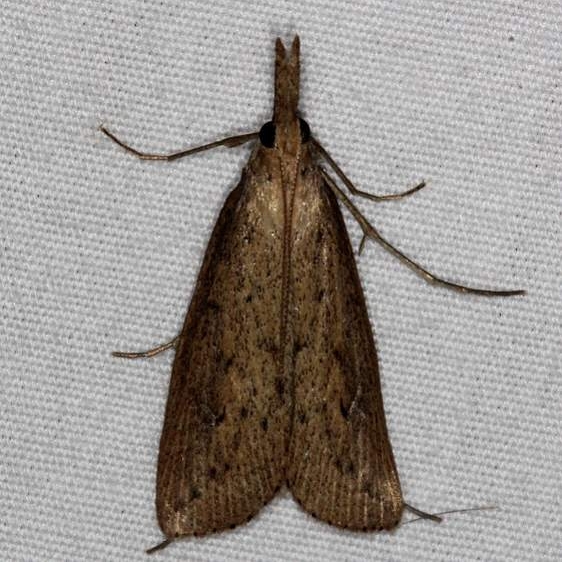 5324 Donacaula maximellus Oscar Scherer St Pk 3-12-15