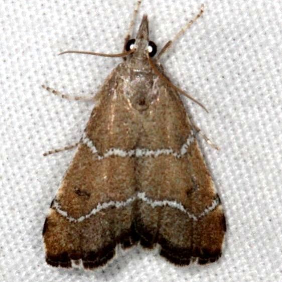 5325-Aethiophysa-extorris-White-House-campground-Grand-Staircase-Escalnte-Utah-5-25-17-61_opt