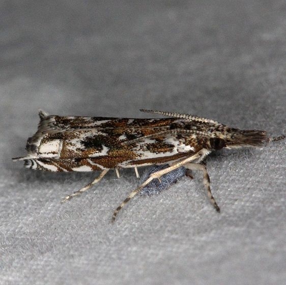 5331 Mesolia incertella Silver Lake Cypress Glenn Fl 3-18-15