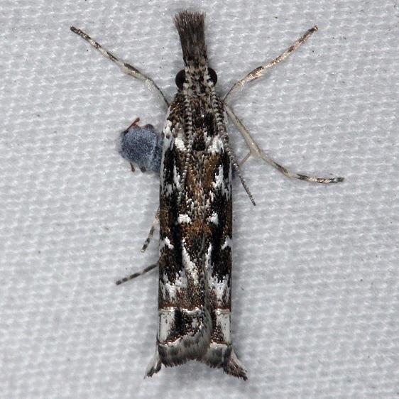 5331 Mesolia incertella Silver Lake Cypress Glenn Fl 3-18-15