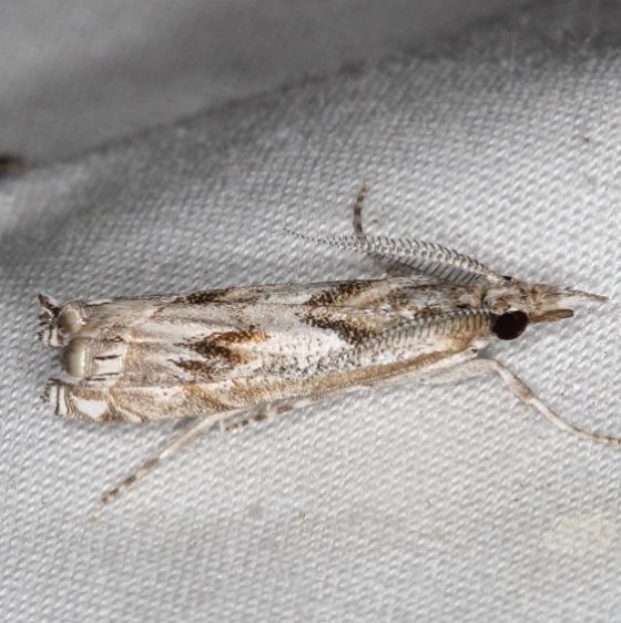 5334 Prioapteryx achatina Campsite 119 Falcon St Pk Texas 10-25-16 (1)_opt