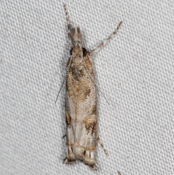 5334 Prioapteryx achatina Campsite 119 Falcon St Pk Texas 10-27-16_opt