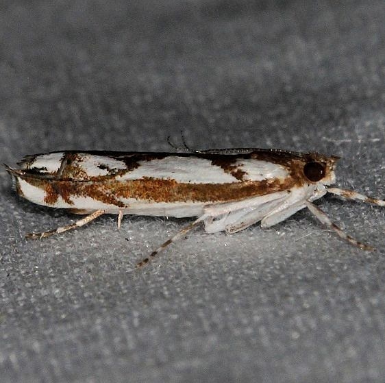5336 Prionapteryx serpentella Hopkins Prairie Ocala Natl Forest Fl 9-26-18 (63)_opt