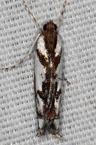 5336 Prionapteryx serpentella Hopkins Prairie Ocala Natl Forest Fl 9-26-18 (64)_opt (1)