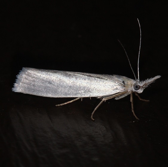 5343 Immaculate Grass-veneer Moth Ash Rapids Lodge Lake of the woods Ont 7-26-17 (32)_opt