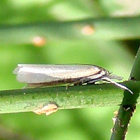 5343 Immaculate Grass-veneer Moth Manistique Mich 10-1-12