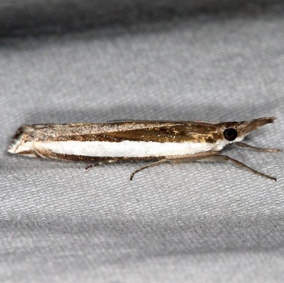 5344 Wide-stripe Grass-veneer Moth River Junction Withlacoochee St Forest Fl 2-23-17_opt
