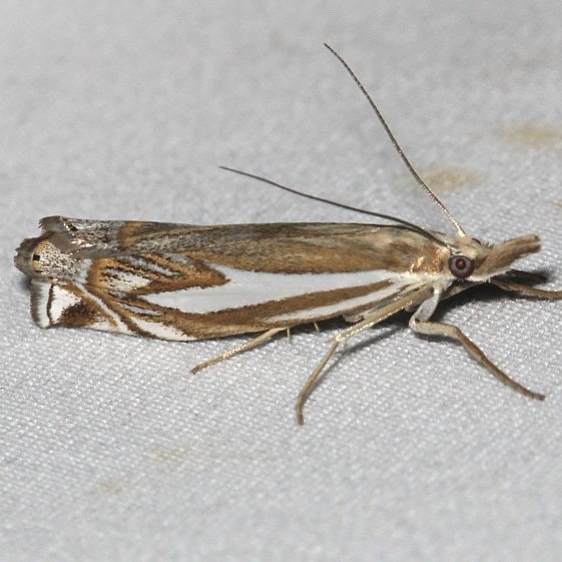 5345 Whitmer's Grass-venner Moth Rocky Mountain Natl Pk Colorado 6-22-17 (48)_opt