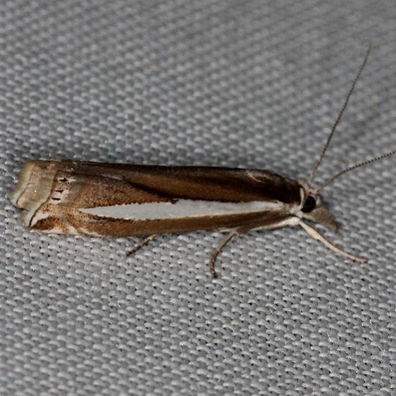 5355 Common Grass-veneer Moth Rodman campground Fl 3-19-14