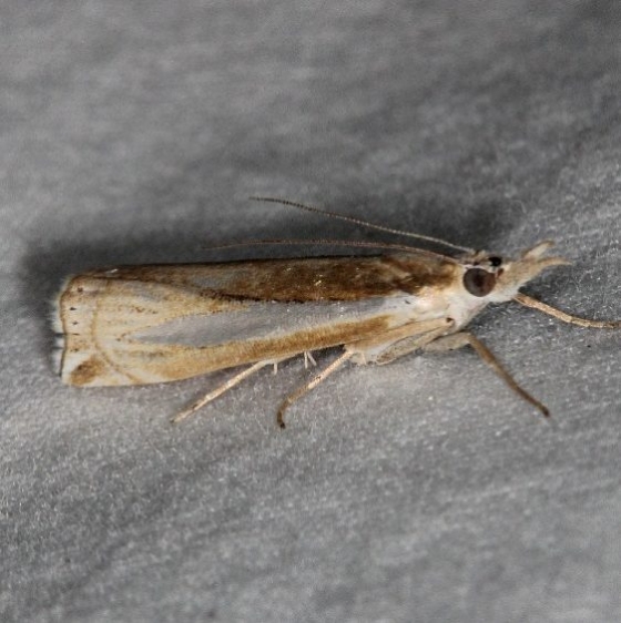 5355 Common Grass-veneer Moth yard 8-17-15 (10)_opt