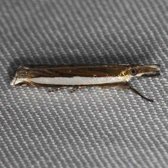 5357 Leach's Grass-veneer Moth Kissimmee Prairie St Pk 2-17-14