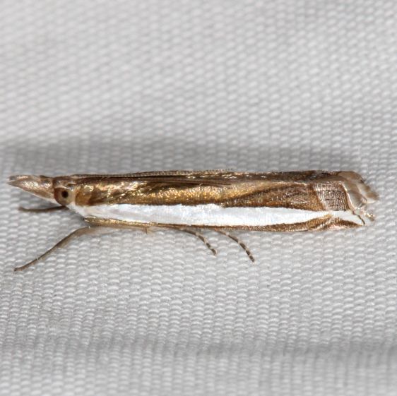 5358-Crambus-cypridalis-Lake-Kissimmee-St-Pk-Fl-3-11-25-42