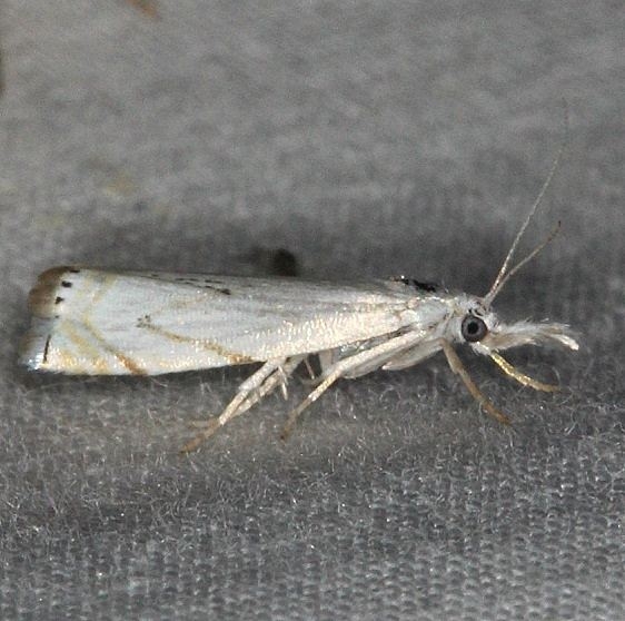 5361 Small White Grass-veneer Moth yard 7-8-14 (4)_opt
