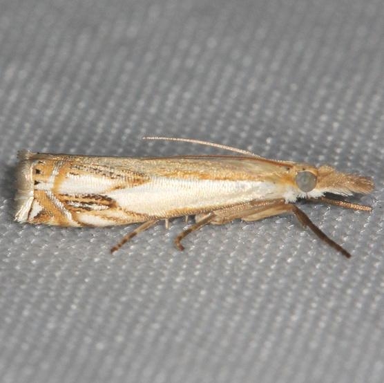 5362 Double-banded Grass-veneer Moth yard 6-5-13
