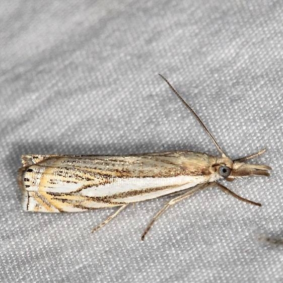 5363 Pasture Grass-veneer Moth Ash Rapids Lodge Lake of the woods Ont 7-26-17 (27)_opt