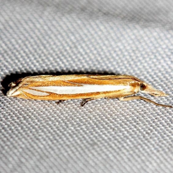 5372 Crambus satrapellus Lake Kissimmee St Pk Fl 2-27-13