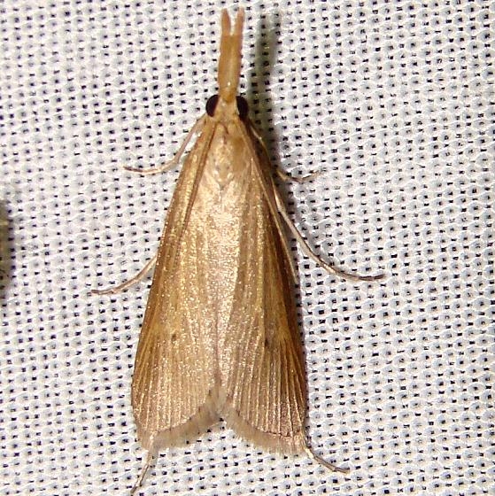 5375 Crambus johnsoni Kissimmee Lake St Pk 2-22-12