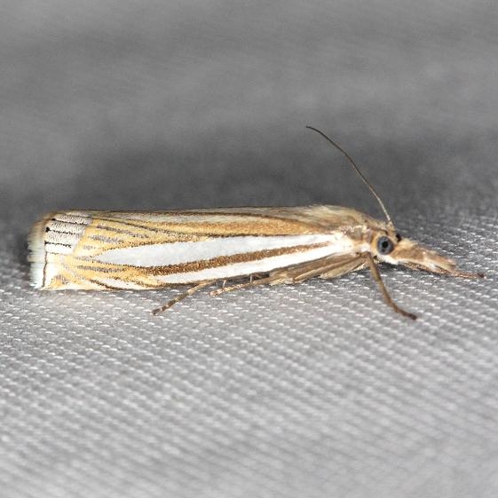 5378 Eastern Grass-veneer Moth yard 5-18-13