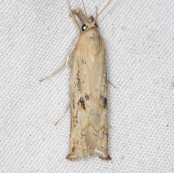 5379 Mottled Grass-veneer Moth Mothapalooza Shawnee St Forest 7-8-17 (20)_opt