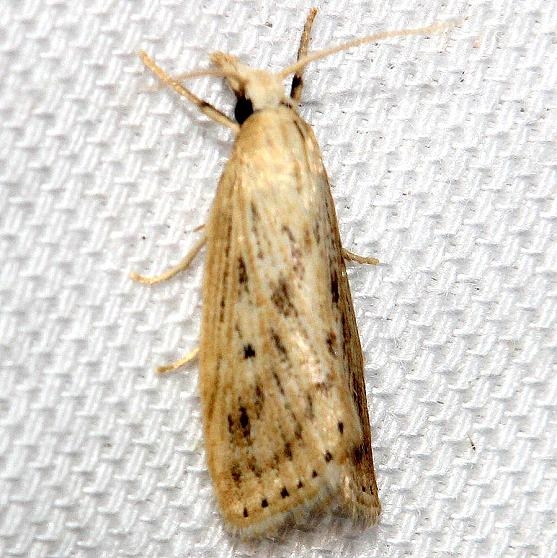 5380 Neodactria zeellus Lake Kissimmee St Pk Fl 2-26-13