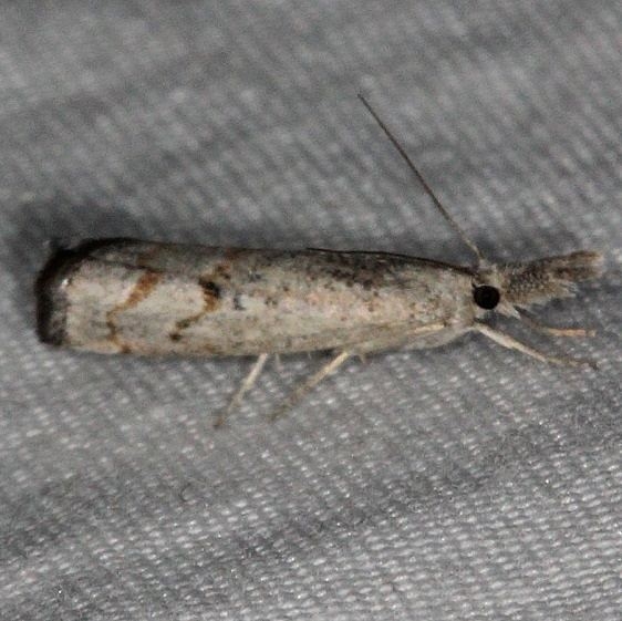 5380 Neodactria zeellus Long PIne Picnic area Everglades 3-2-15