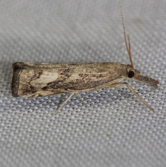 5380 Neodactria zeellus yard 6-3-12_opt