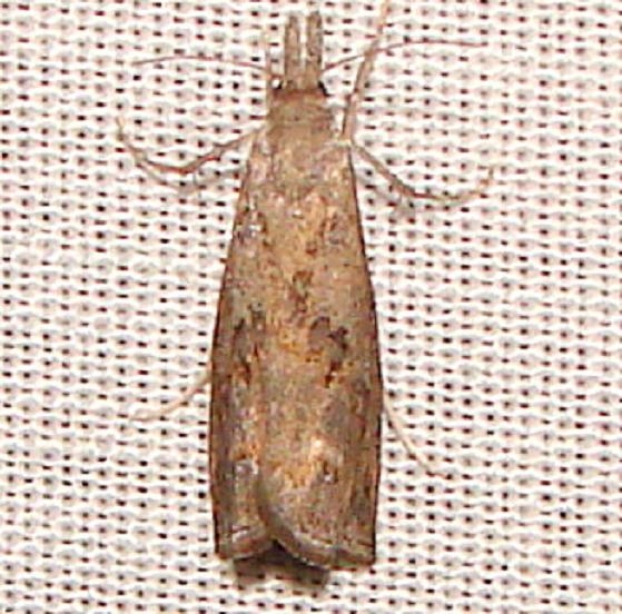 5381 Corn Root Borer Moth Payne's Prairie St Pk 3-22-12