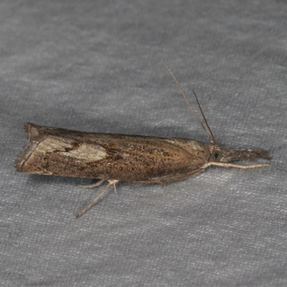 5381 Corn Root Webworm Moth yard 8-4-15