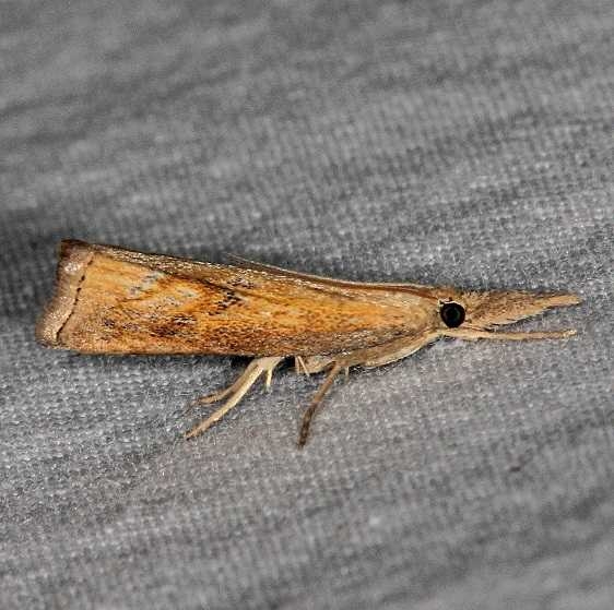 5381 Corn Root Webworm Moth yard 7-2-14