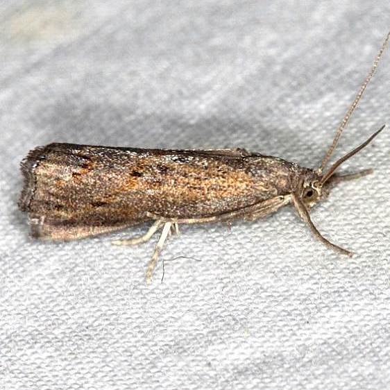 5383.97 Unidentified Neodactria Lake Kissimmee St Pk Fl 3-3-17