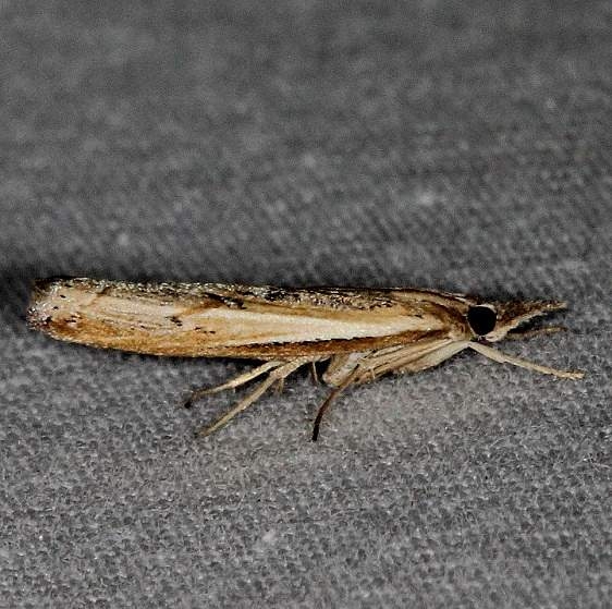 5385 Fissicrambus quadrinotellua Little Manetee River St Pk 3-9-15