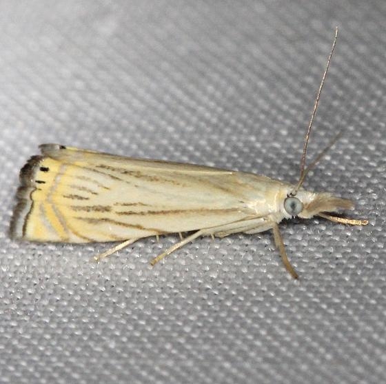 5391 Topiary Grass-veneer Moth yard 6-10-13