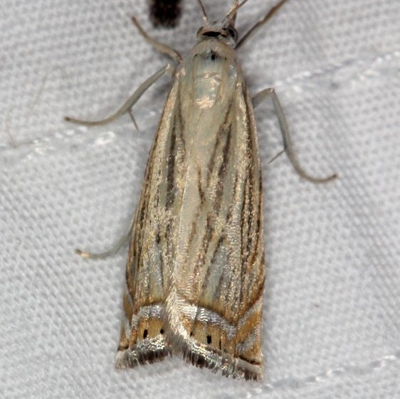 5391 Topiary Grass-veneer Moth yard 7-2-14