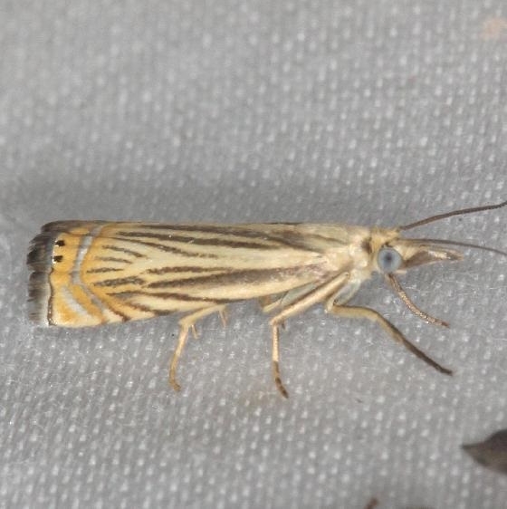 5391 Topiary Grass-veneer Moth yard 7-30-13