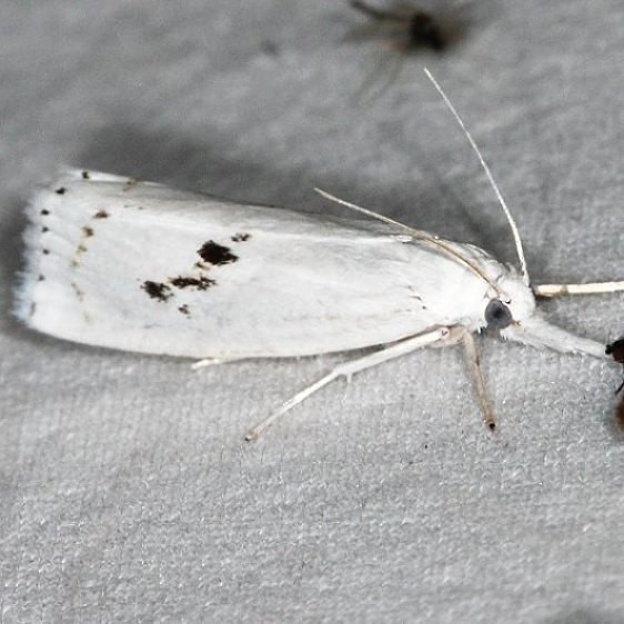 5392 Arequipa turbatella Lake of the Woods Ontario 7-19-16 (30a)_opt_opt